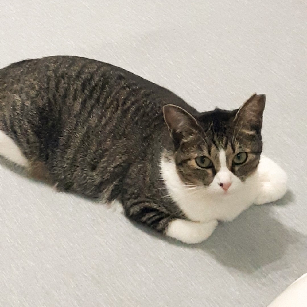 喵:「揣個手手等奴才~」