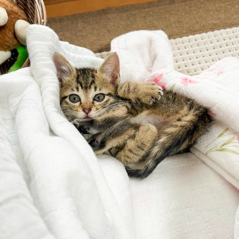 奴才：「關機充電後，就完全復活了～」