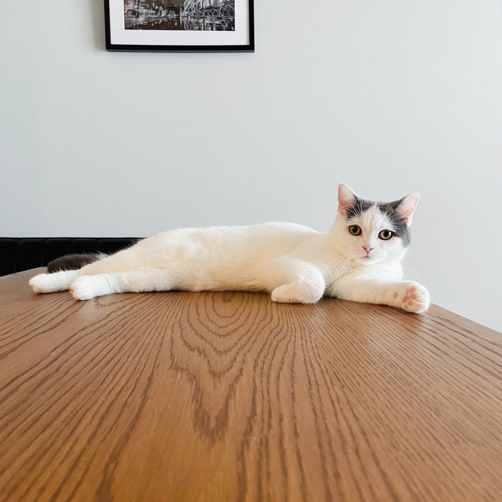 喵：「朕被欺騙了！森77！」