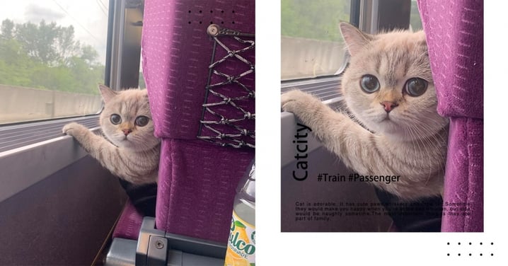 是緣份！網友火車班次被延遲，卻遇上可愛「喵乘客」回頭搭話：你的火車也晚了？