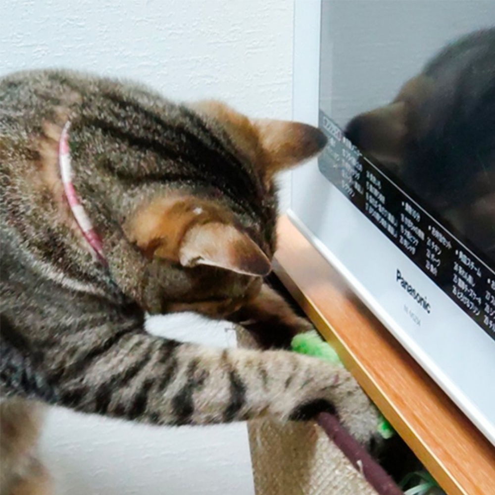 喵：「摸到朕的綠公子了～」