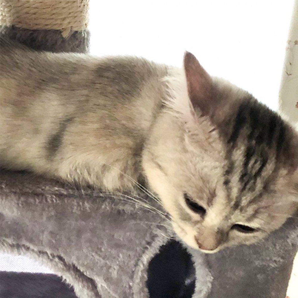 還有一顆頭證明牠曾經是隻貓咪～