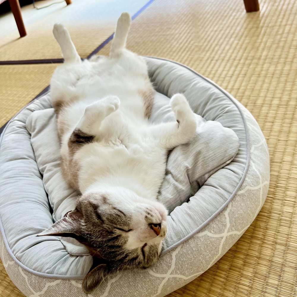 喵:「朕好像聽到一大群人喊可愛···是夢嗎?」