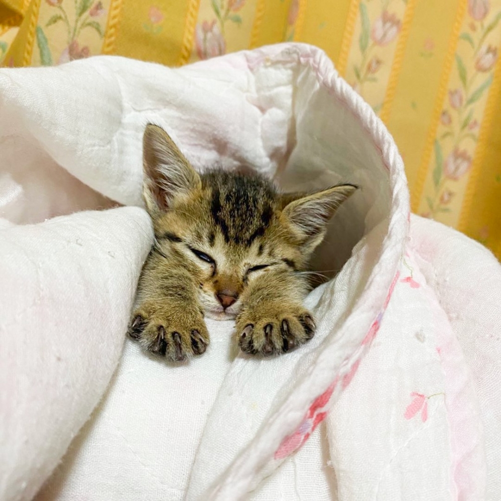 喵：補眠ing～（勿擾）