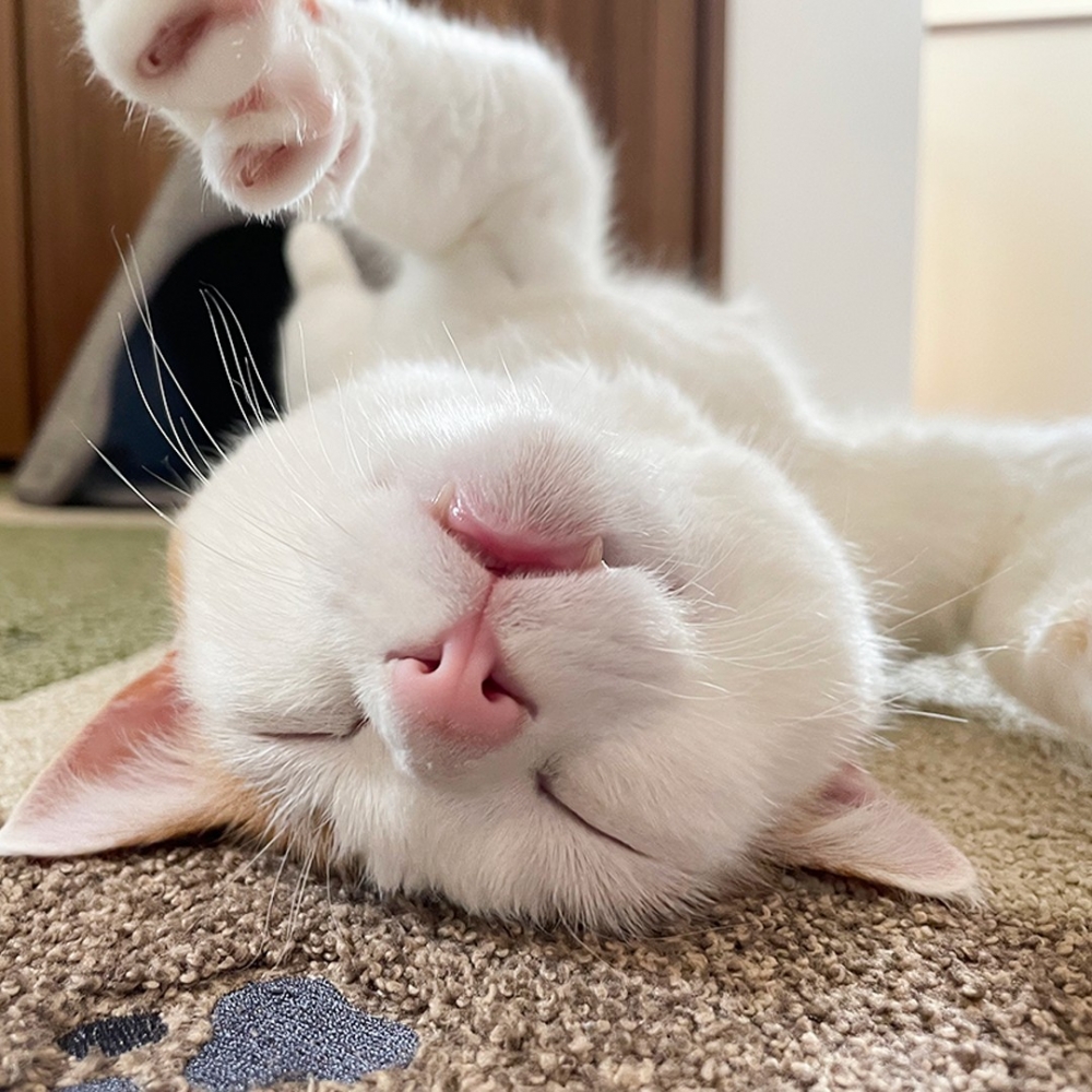 奴才：「長得可愛果然是皇道！」