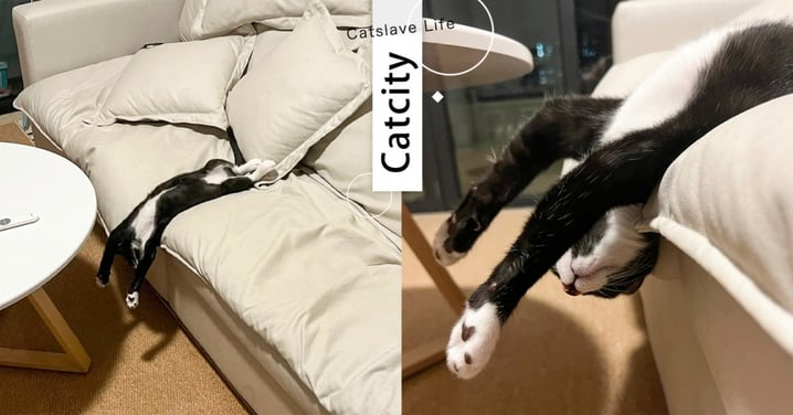 貓界二哈！累趴奶牛貓睡攤成「一條」沙發分界線，網爆疑問：不會腦充血嗎？