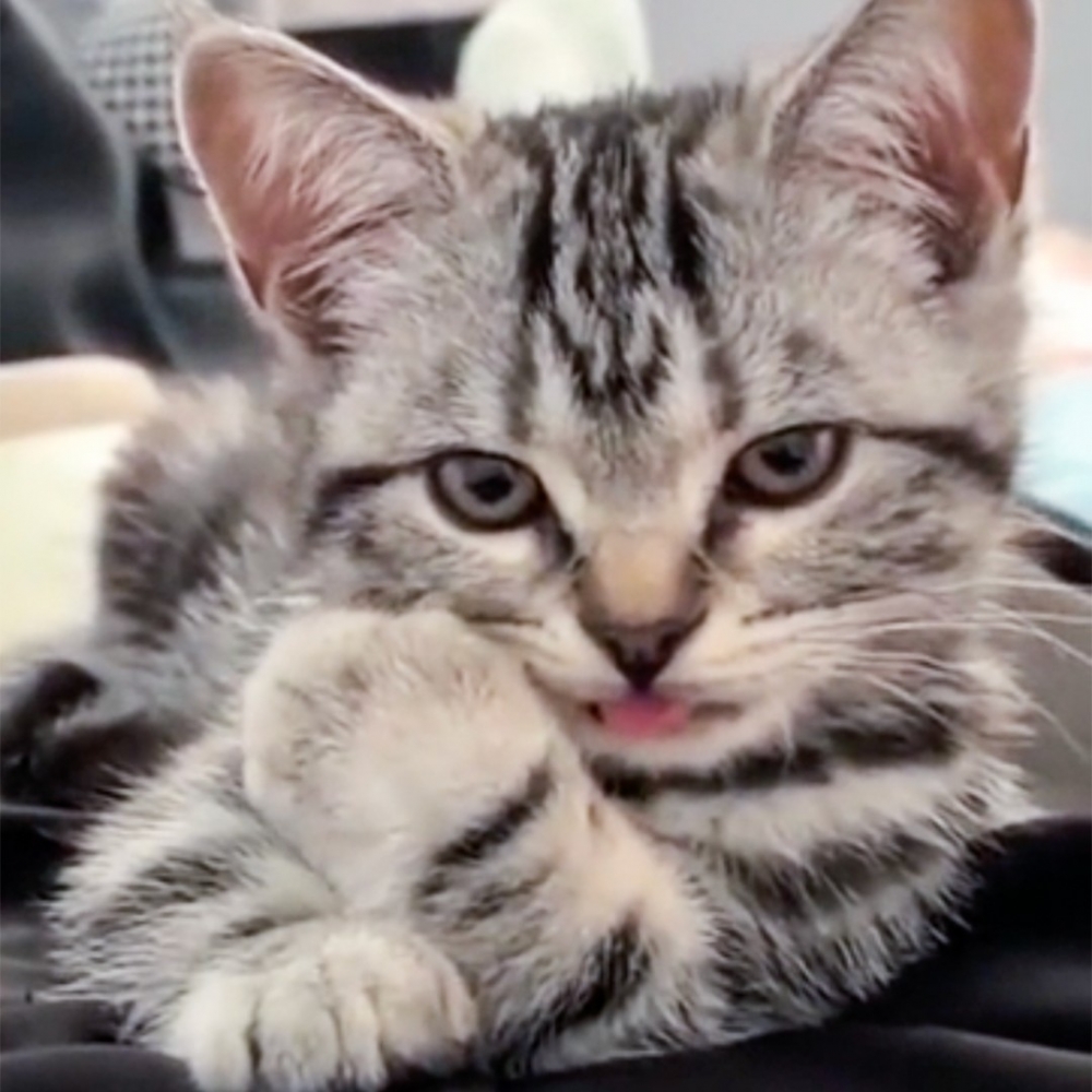 喵：「不好！有鏡頭？！」