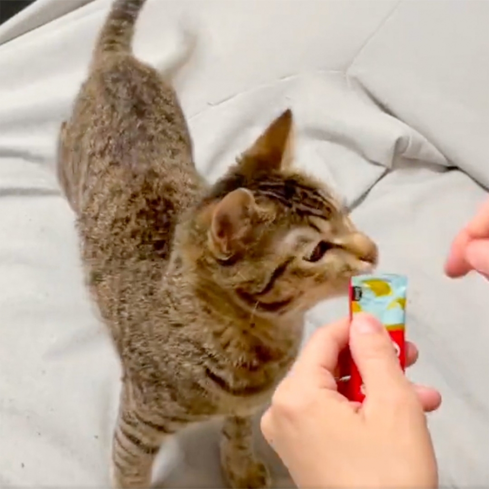 奴才：「哎唷～要開吃了嗎？！」