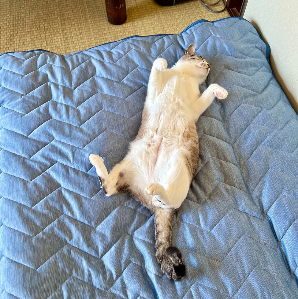 喵:「這裡好舒服~不給收」