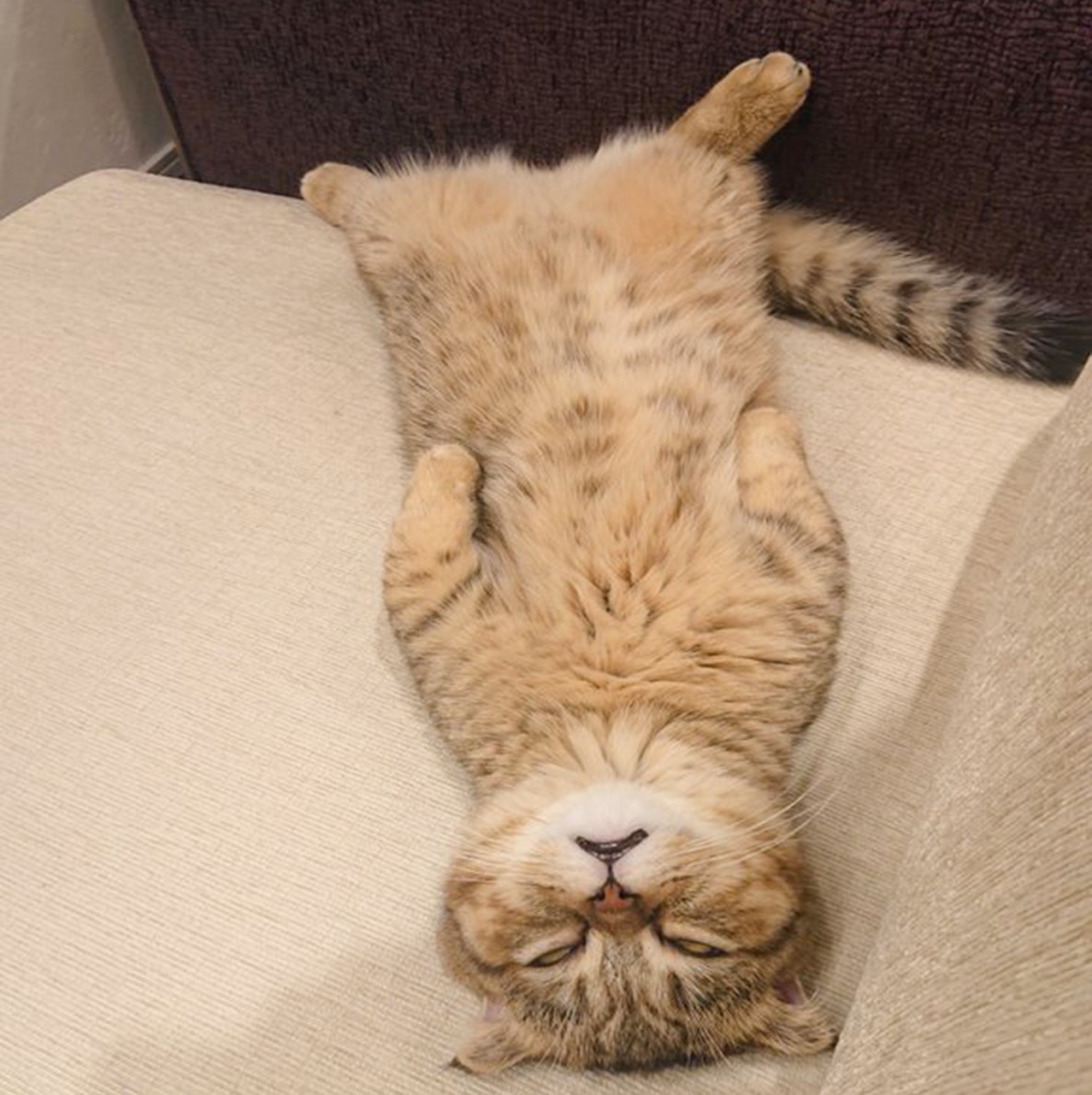 奴才：「哇！主子怎麼了？！」