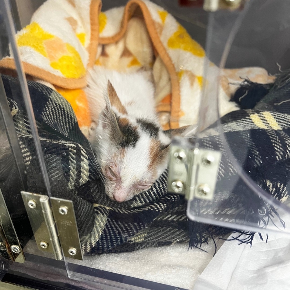 奴才：「等你出院後我們一起回家」