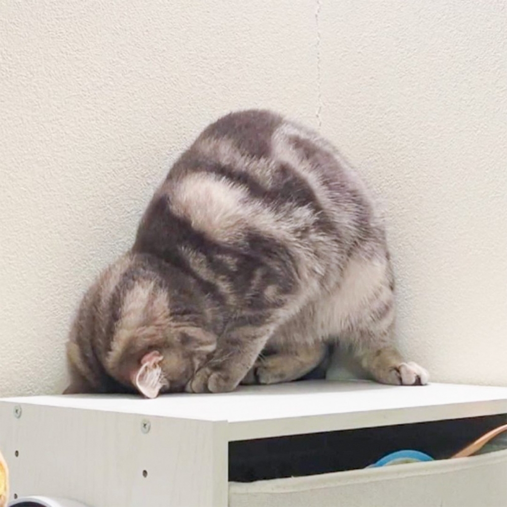 喵:「小尾咧?朕看不到它!」