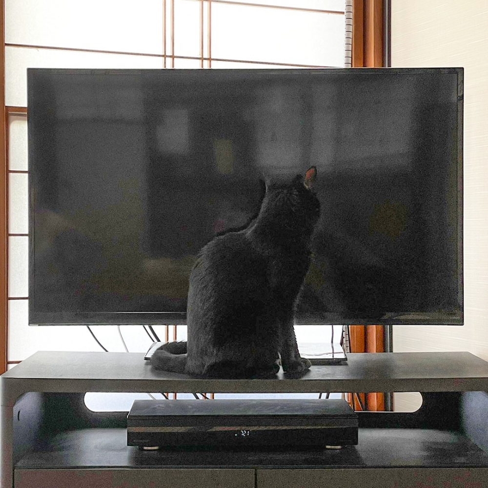 喵：「這算是作弊吧！」