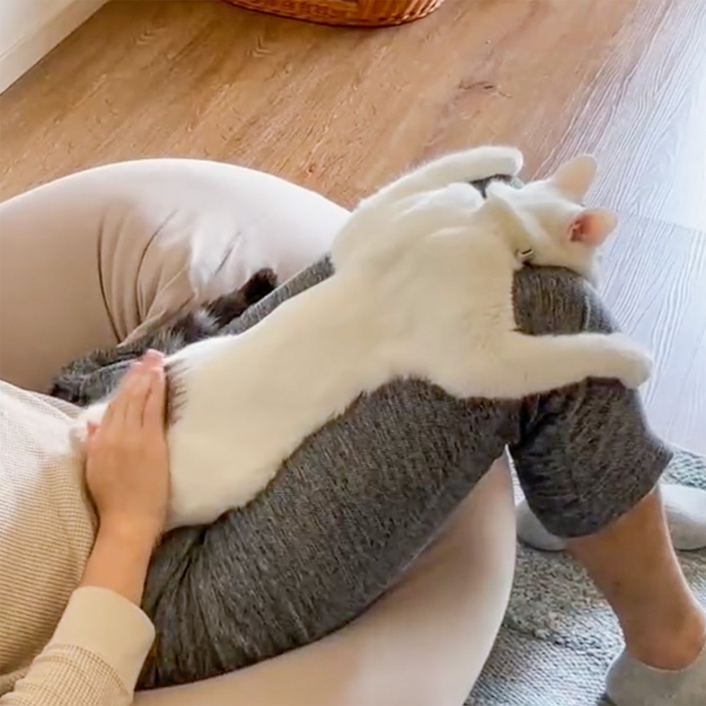 喵：「就是這種感覺！爽啦～」