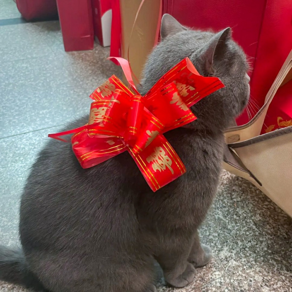 喵：「你帶上朕的罐罐，朕才去！」