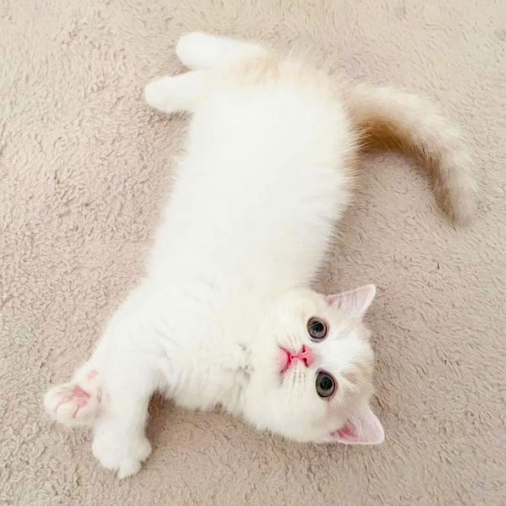 奴才：「不！你是誤了，不是悟了呀！」