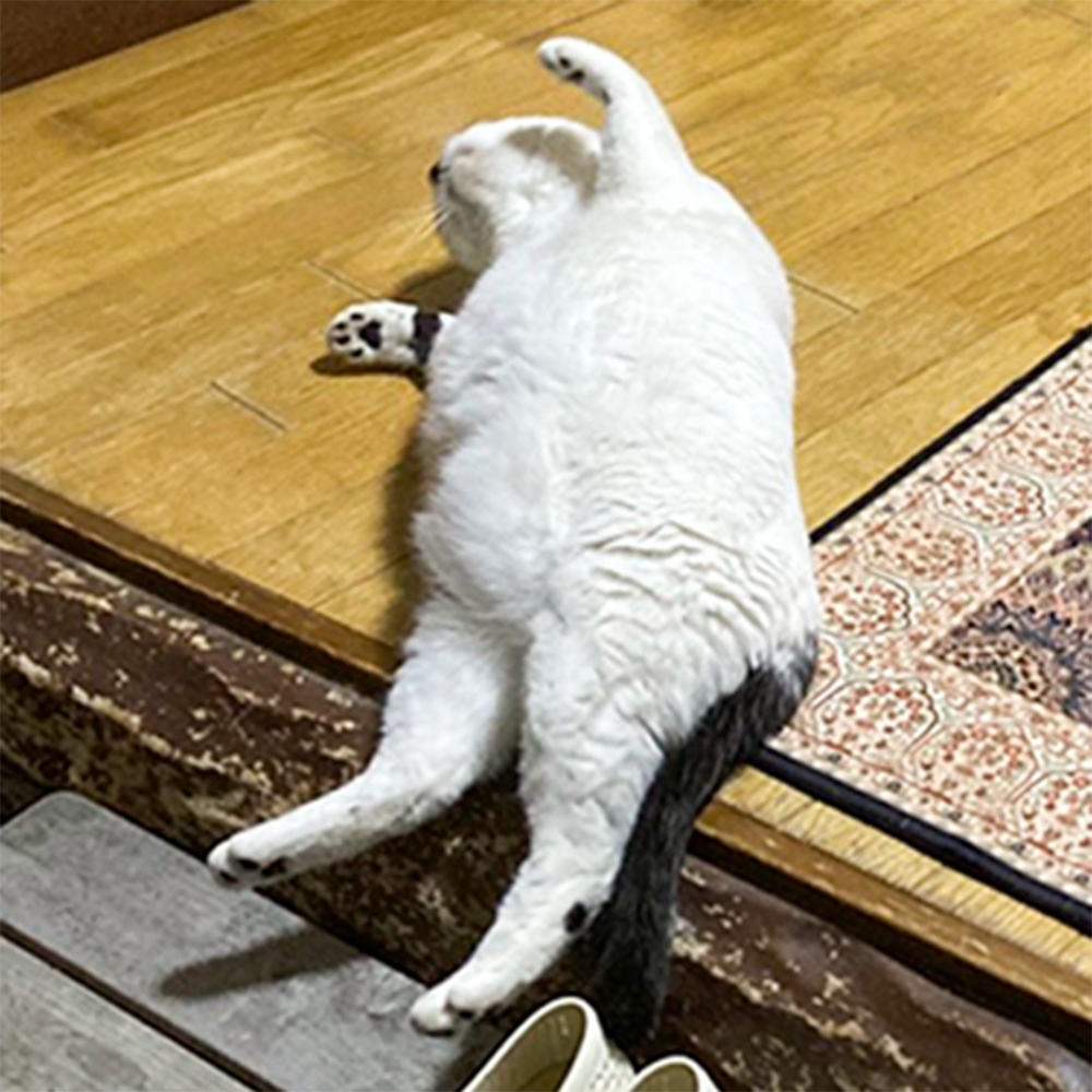 奴才：「這隻大叔貓是主子？！」