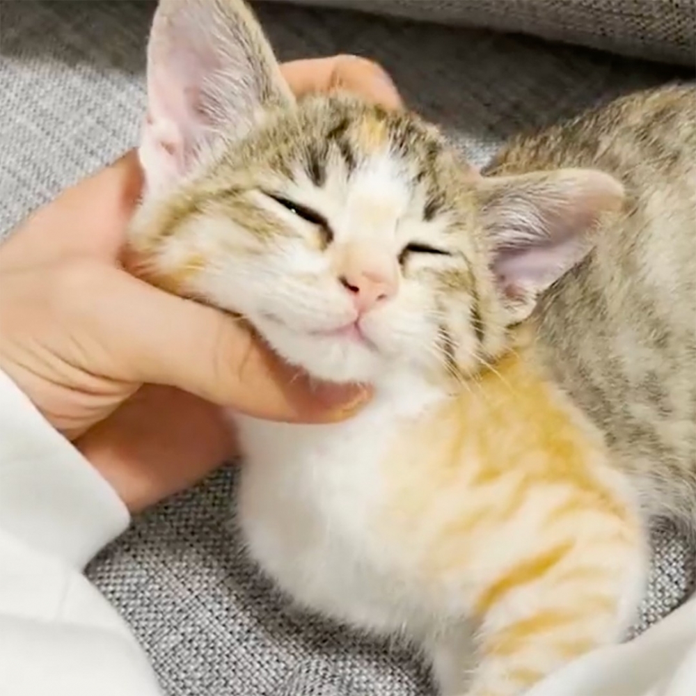 喵：「舒服～舒服～再摸多一點」