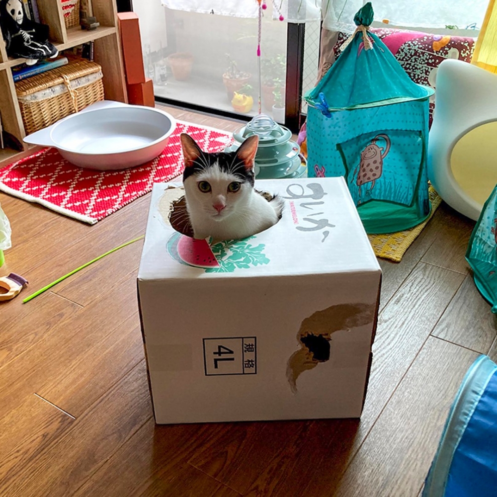 奴才（期待）：「今天還會液化嗎？」