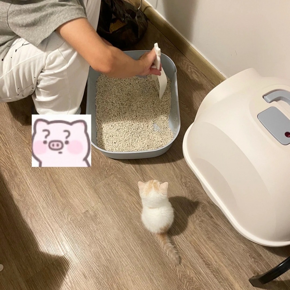 喵：「為什麼對窩的粑粑下手？」