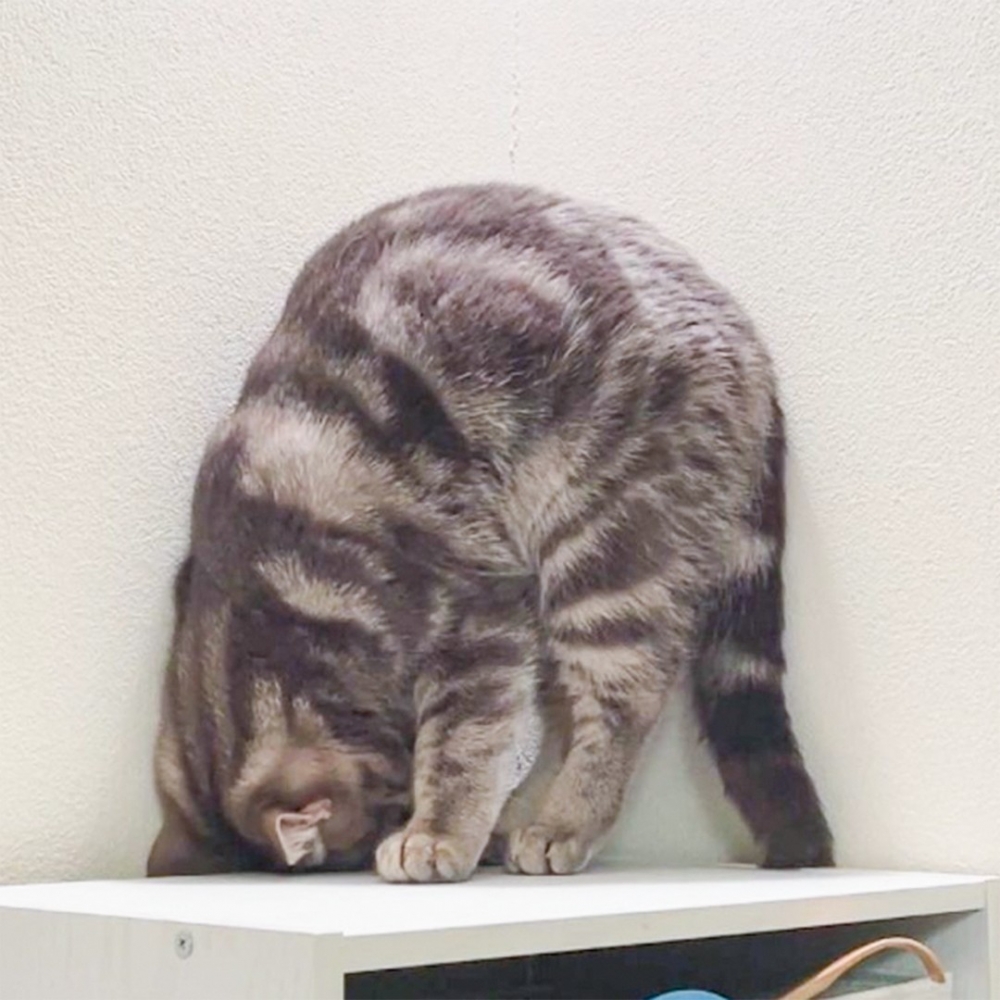 奴才:「這下看到小尾了吧~」
