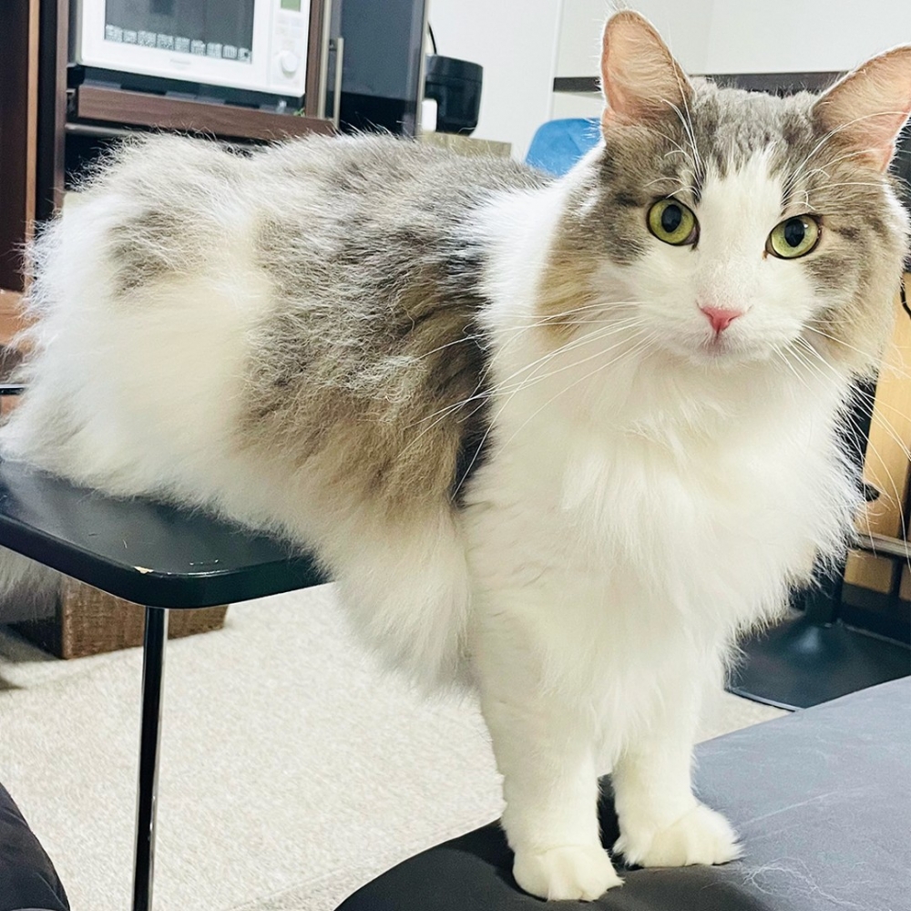 奴才：「主子想表達什麼？我要沒了嗎？！」