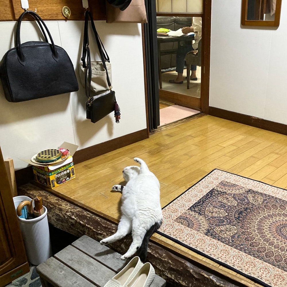 喵（攤）：「歡迎回家～」