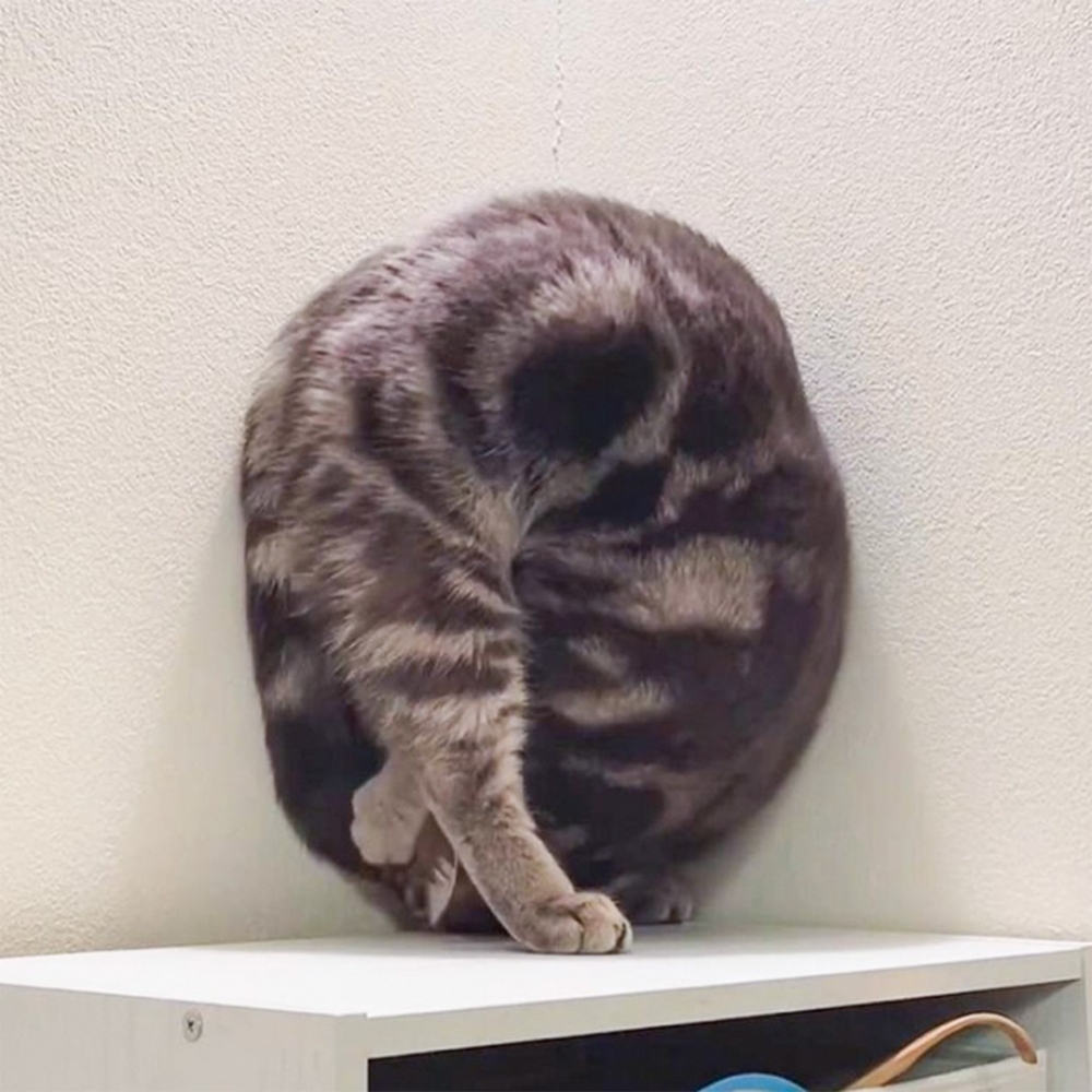 喵:「尾巴你給朕出來喲!」