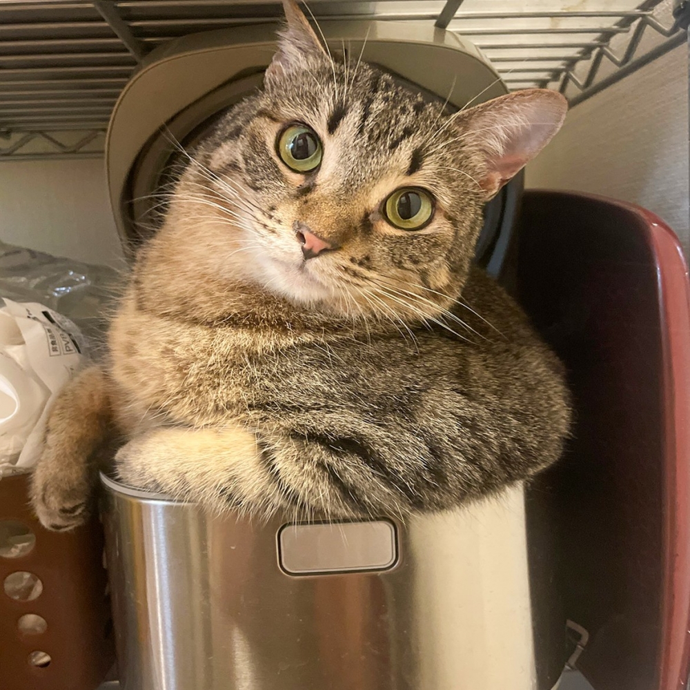 喵：「唷～想要揪出朕？沒門！」