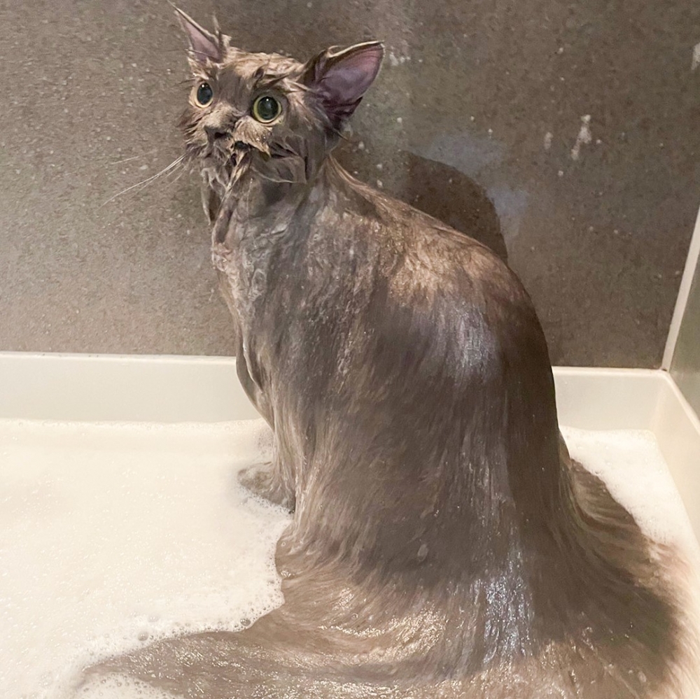 喵：「快把朕變回貓咪！喵星人都認不出朕了！」