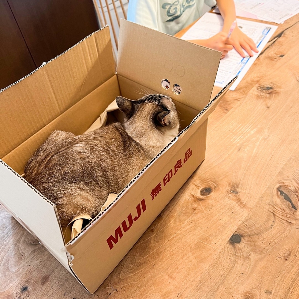 喵：「朕就這樣靜靜地看著你～」