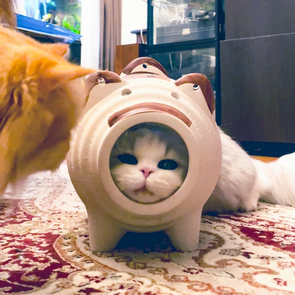 喵:「裝備升級,開心打怪~」