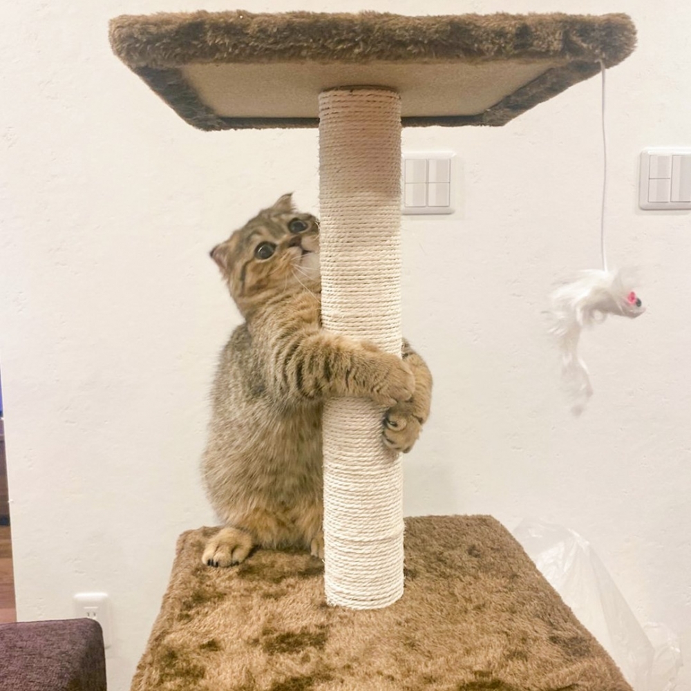 喵：「肉球公仔好可怕！嚇死本喵了！」