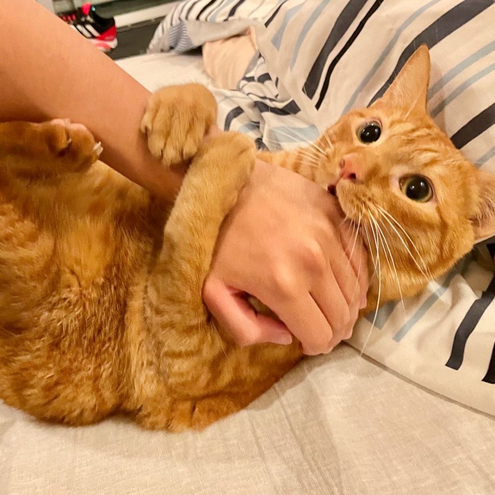 喵：「捕抓到一隻奴才！不准走～」