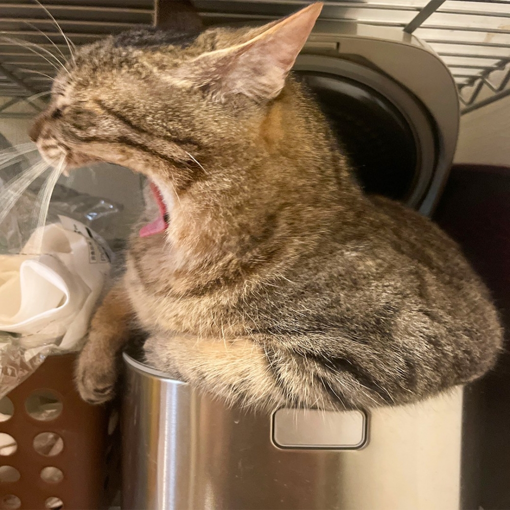 奴才：「主子完全沒有知錯的樣子···」