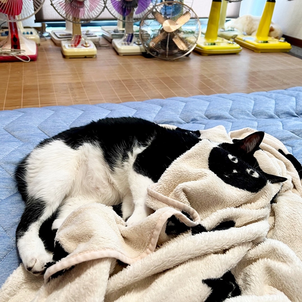 奴才：「這是睡了還是沒睡？？？」