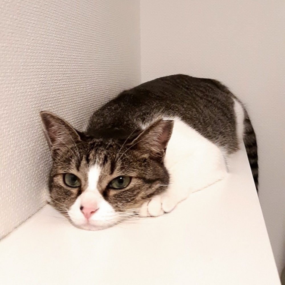 喵:「朕差點以為你掉馬桶裡了」