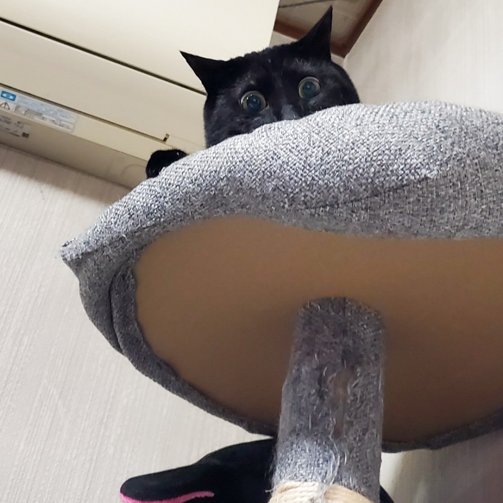 喵：「你們是抓不到朕的！嘿嘿～」