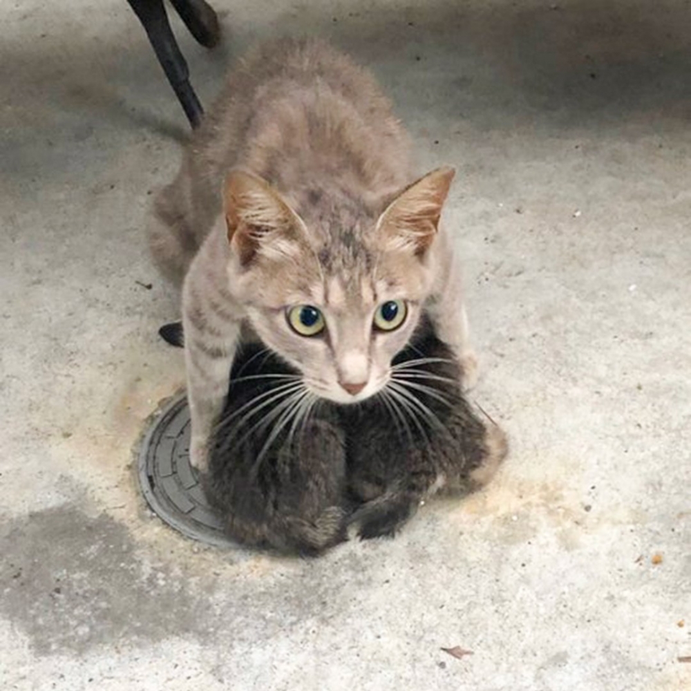 奴才：「小貓們都窩好窩滿了～」