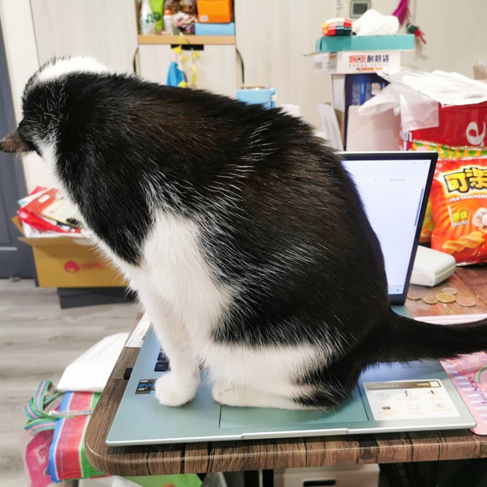 喵:「嘿嘿趁奴才不在~踩踩踩」