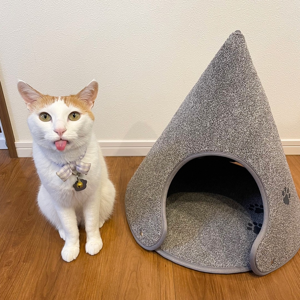 喵：「奴才摔倒？當然是奴才的問題啦～」