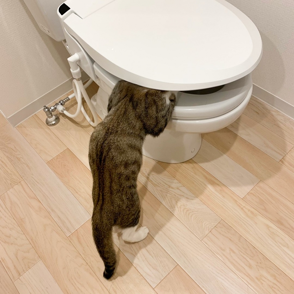 喵:「馬桶水太讚了!」