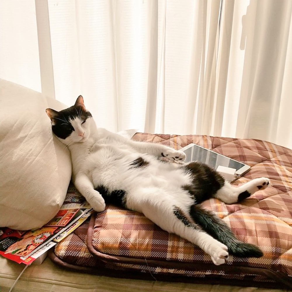 喵：「每天都在家真是累死朕了～」