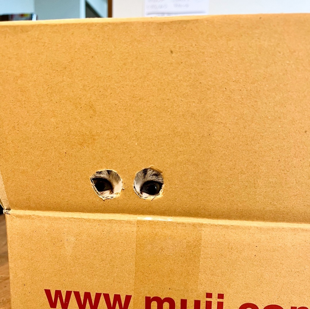 喵：「很好～專心寫作業」