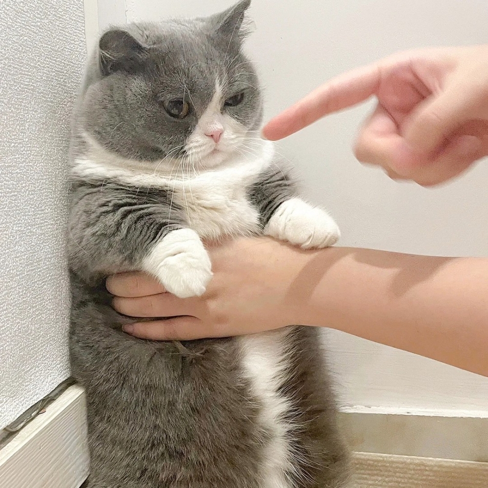 喵：「戰術性低下喵喵頭，讓奴才以為朕知錯了～」