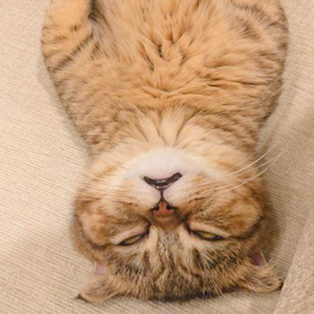 奴才：「呼吸還有，顏值不在XD」