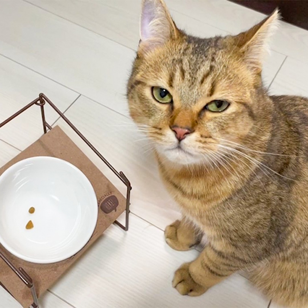 喵：「奴才，你破產了嗎？」