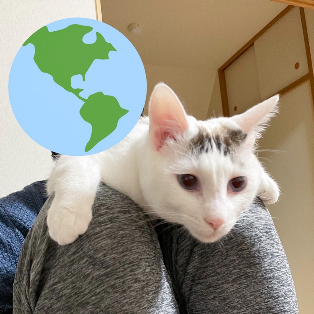 喵：「拍屁屁這麼神聖的事情，不可以分心！」