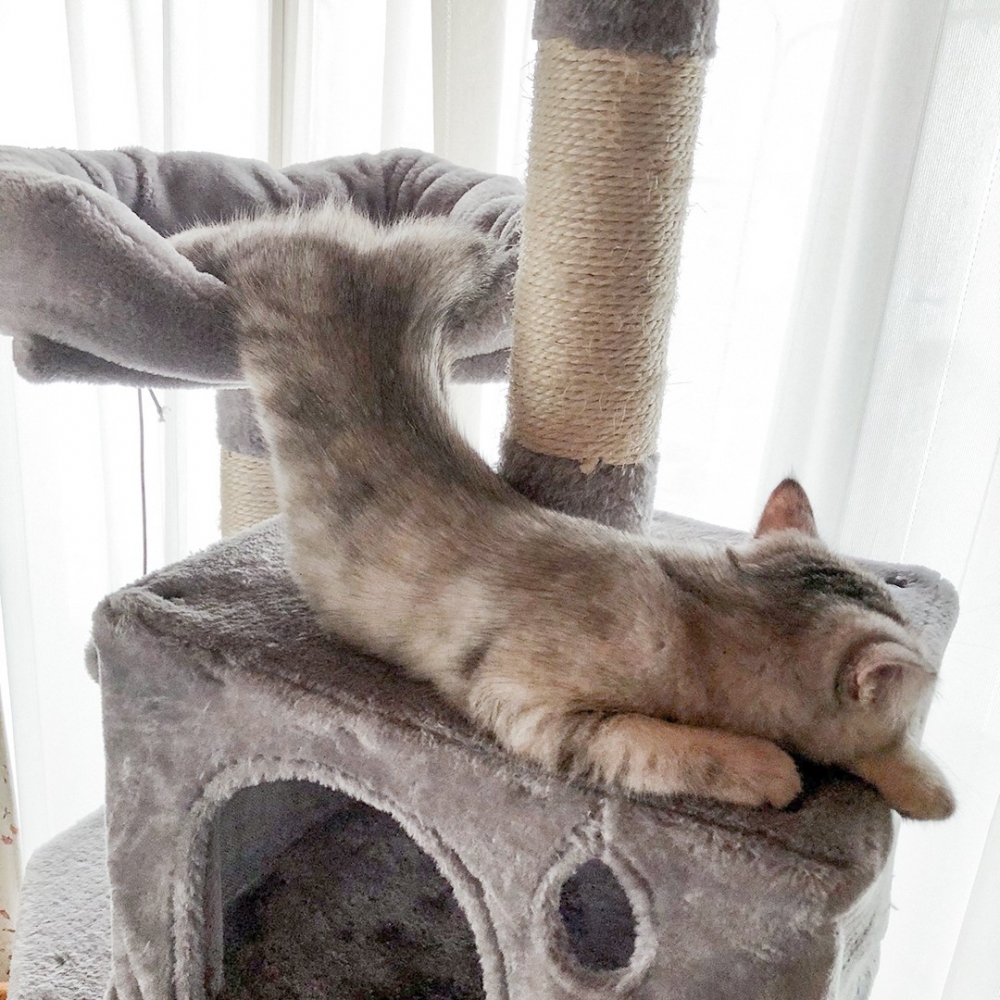 奴才：「難道是因為主子沒有腰才不會閃到？」