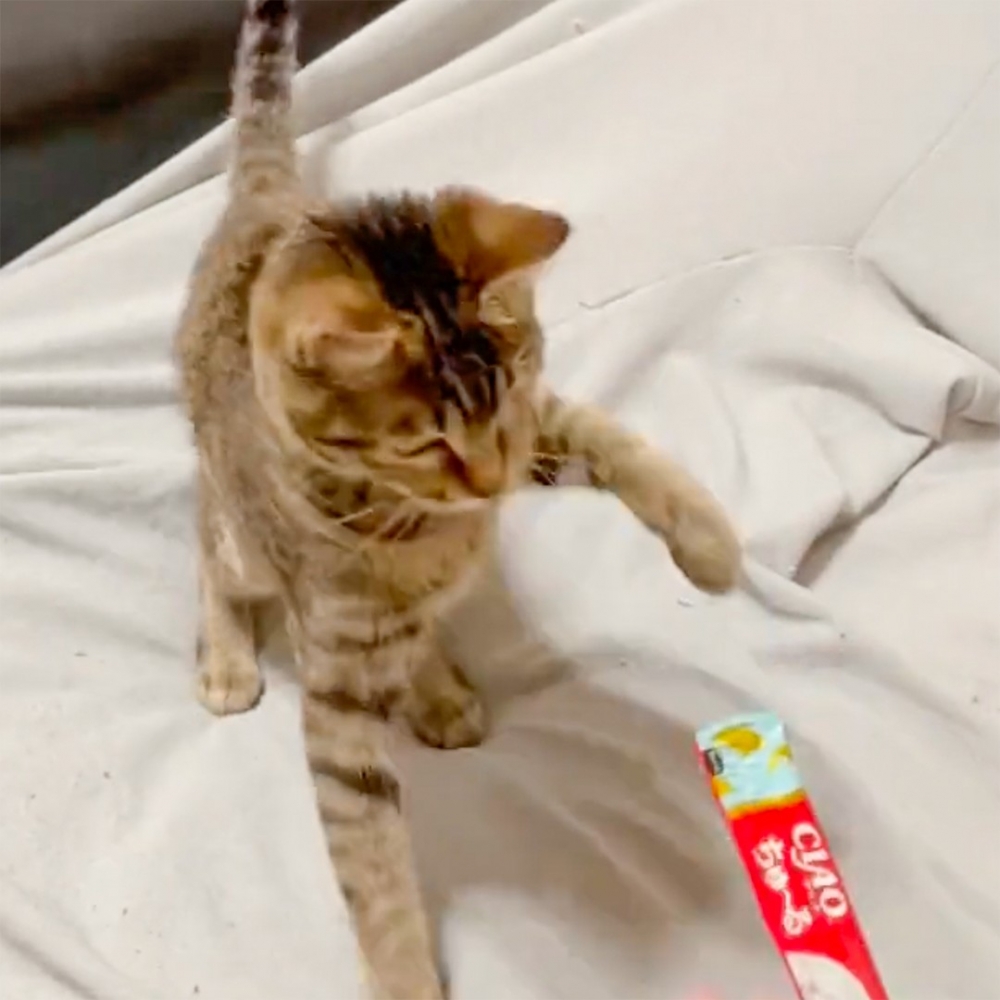 喵：「瘋狂喵喵拳！發動！」